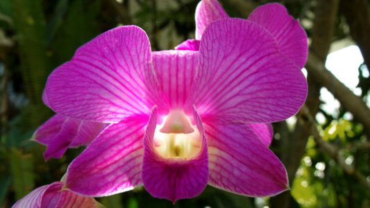 Orchid purple beautiful light photo