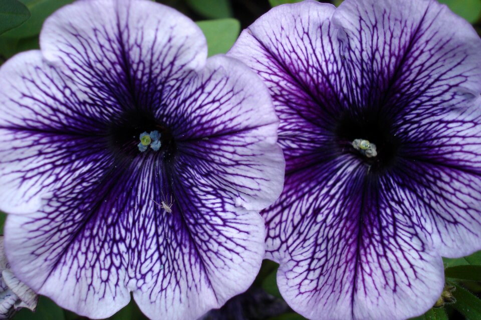 Purple blossom bloom