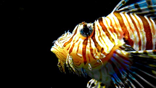 Striped toxic beautiful