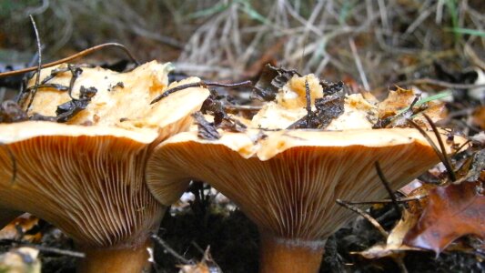 Autumn nature macro