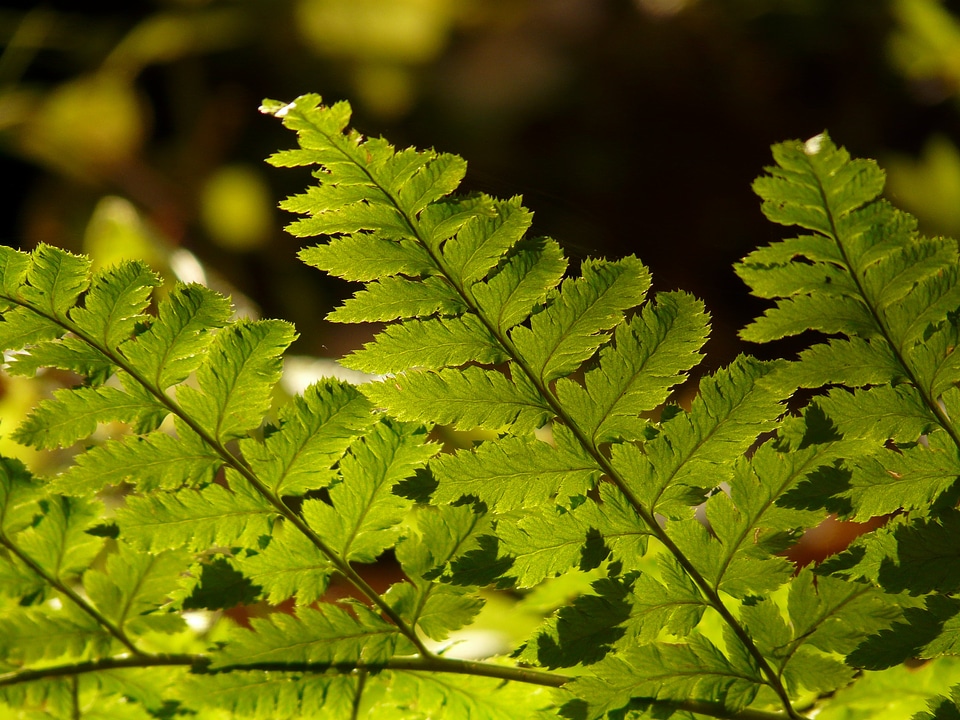 Backlighting flora shine through
