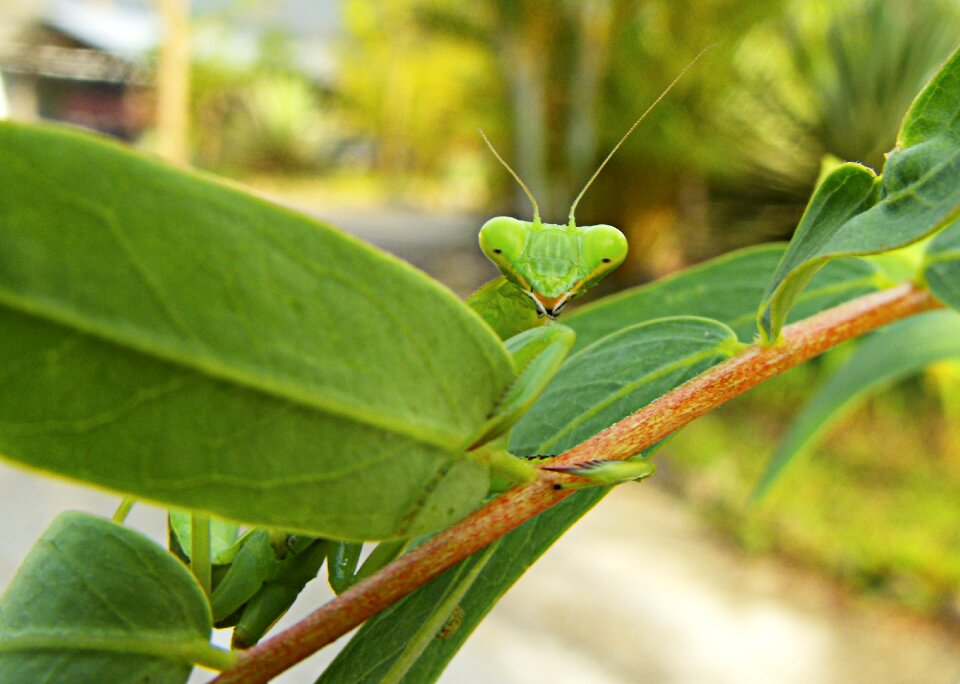 Praying mantis green flight insect