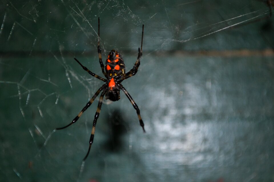 Danger dangerous wild