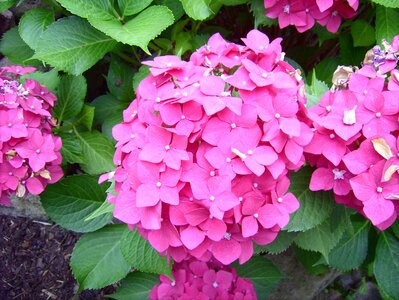 Hydrangea flowers flower