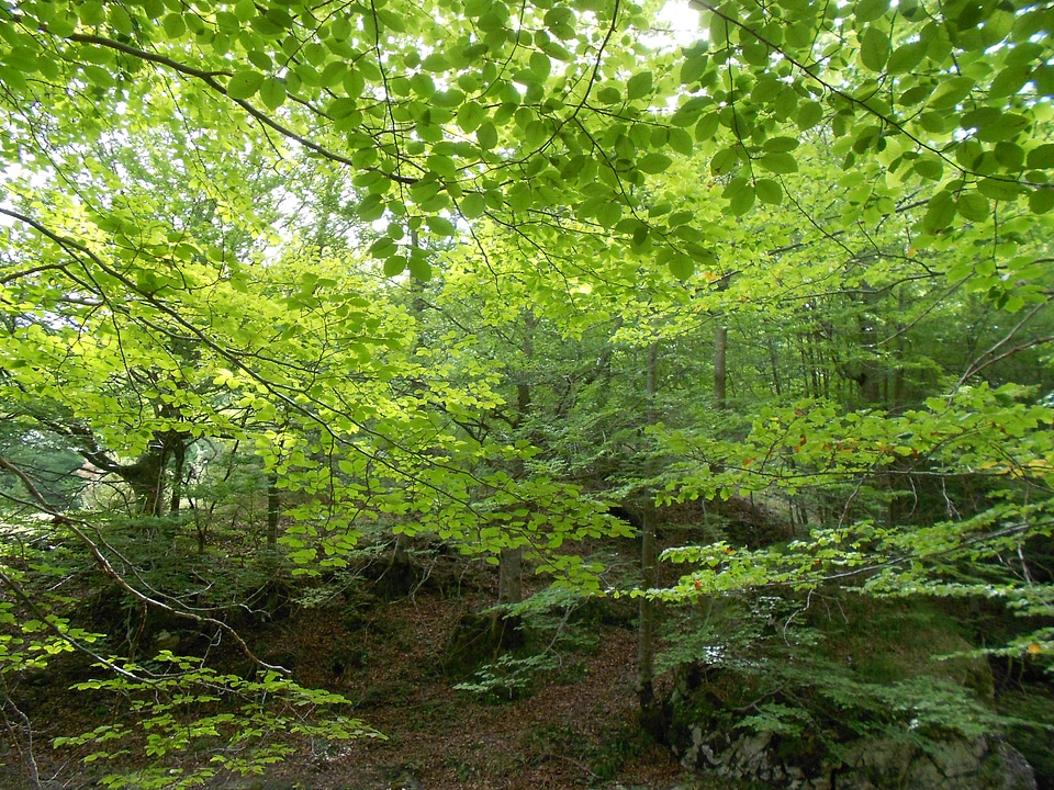 Beech park nature
