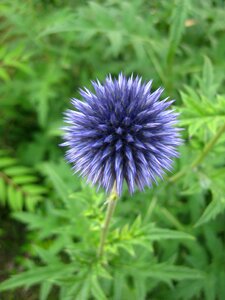 Prickly purple plant photo