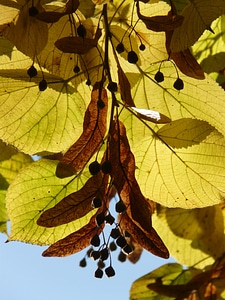 Winter linde stone linde tilia cordata