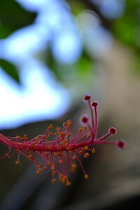 Flower red flower nector photo