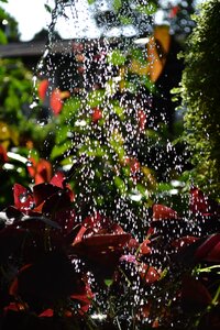 Garden nature sri lanka photo