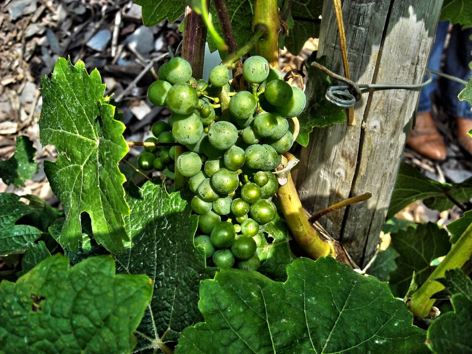 Plant green grapes food