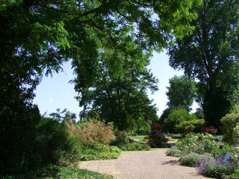 Park spring trees