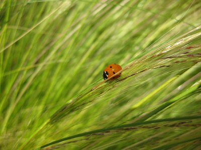 Grasses beetle halme