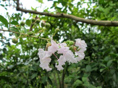 Flower garden plant