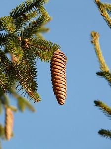 Conifer common spruce picea abies