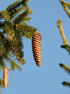 Conifer common spruce picea abies photo