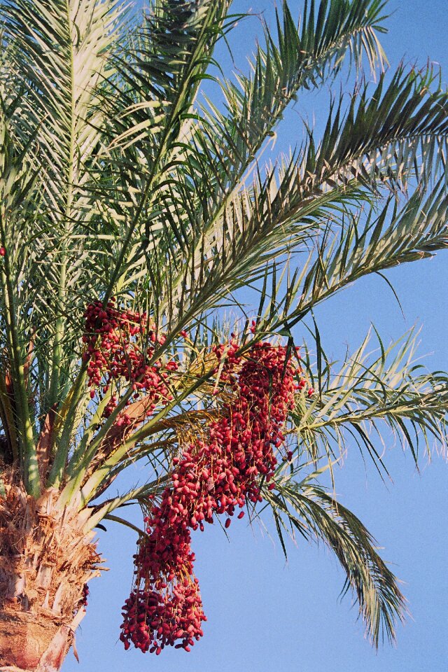 Leaflets dates fruits