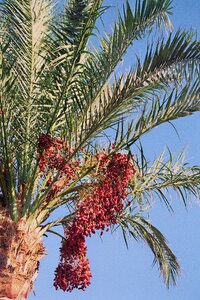 Leaflets dates fruits photo