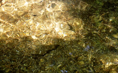 Lake tadpole nature