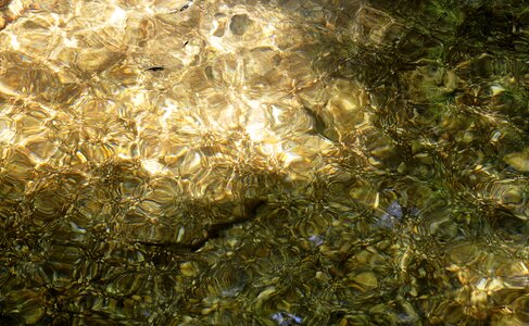 Lake tadpole nature photo