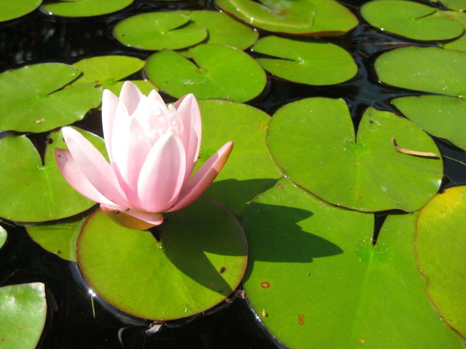 Bloom aquatic plant pink