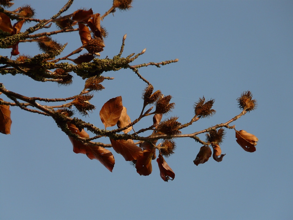 Beech fagus sylvatica deciduous tree book
