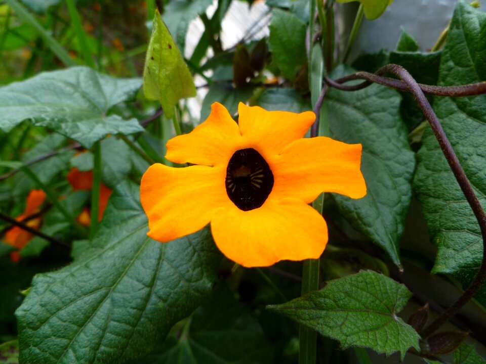 Scenery flower yellow