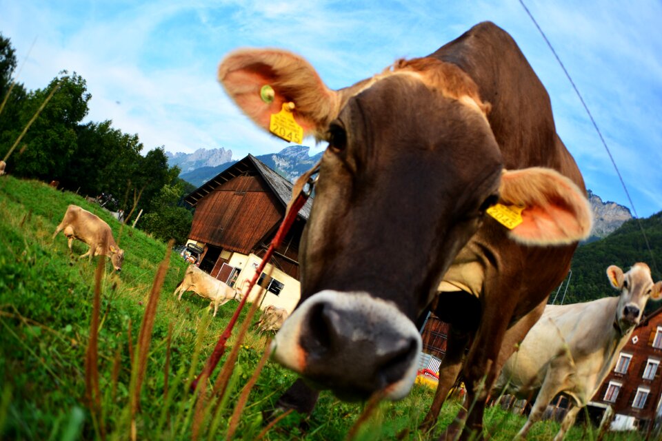 Beef cow agricultural