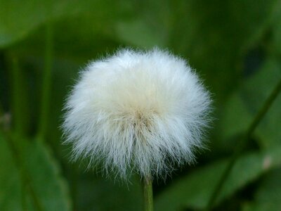 Cyperaceae alpine cottongrass cottongrass