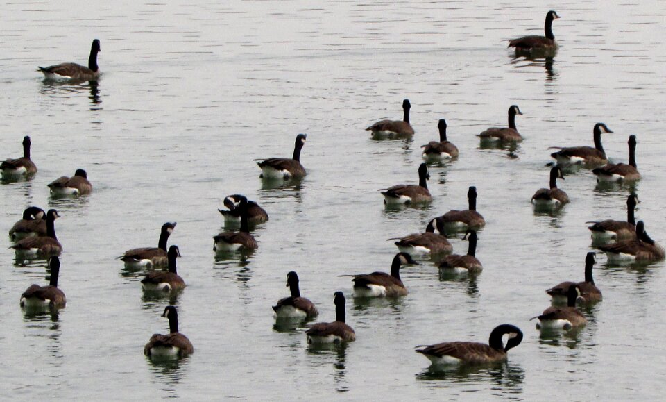 Bird animals nature