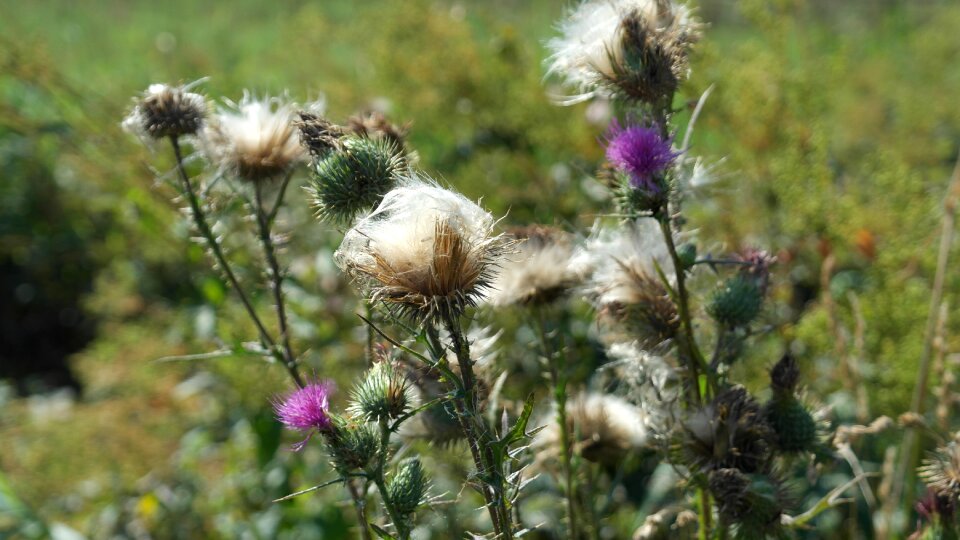 Violet summer meadow