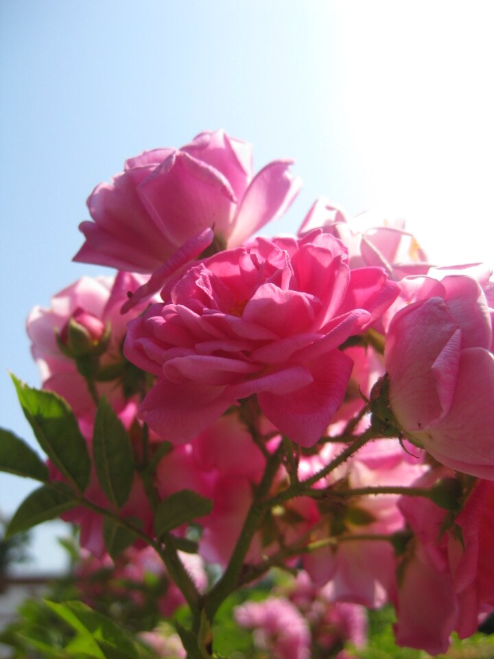Flower nature plant