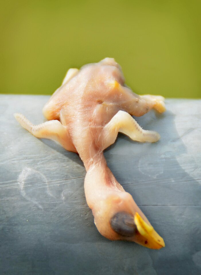 Crash landing bird animal