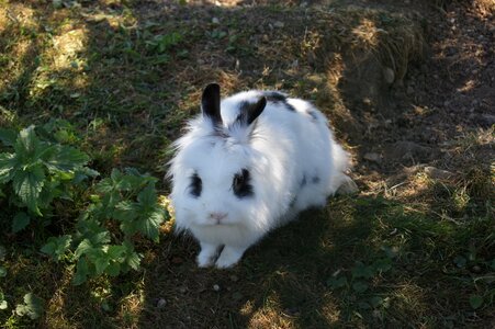 Pet cute white