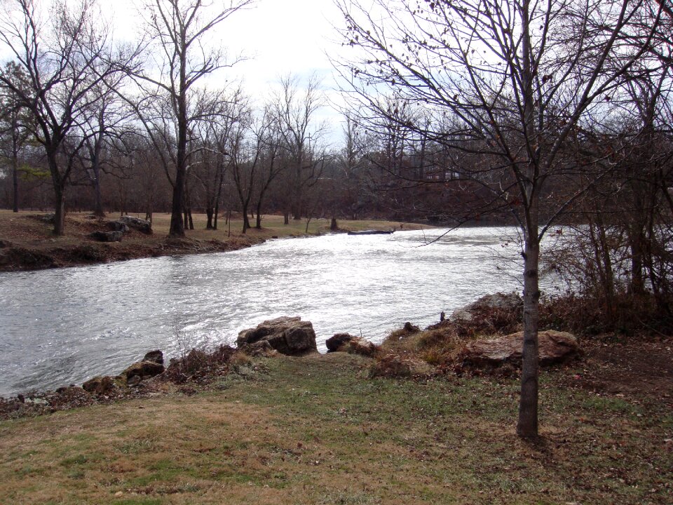 Bare trees water branches