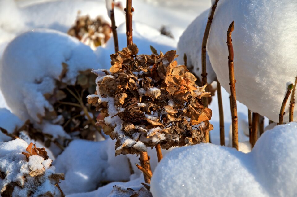 Winter snow flower