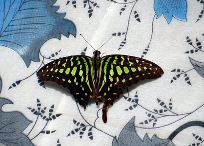 Butterflies macro india photo