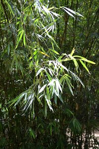 Plant nature wild