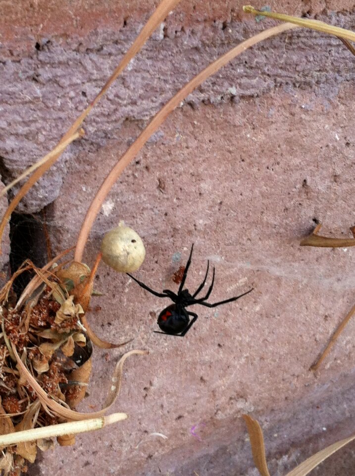 Latrodectus mactans southern black widow venomous s