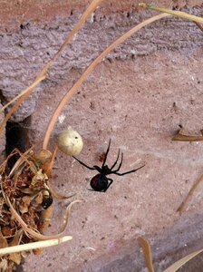 Latrodectus mactans southern black widow venomous s photo