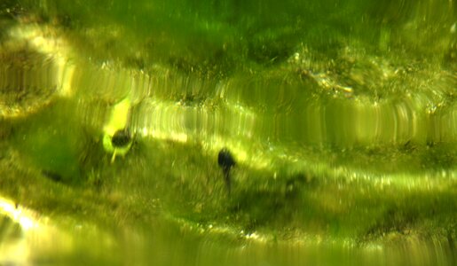 Creature lake tadpole photo