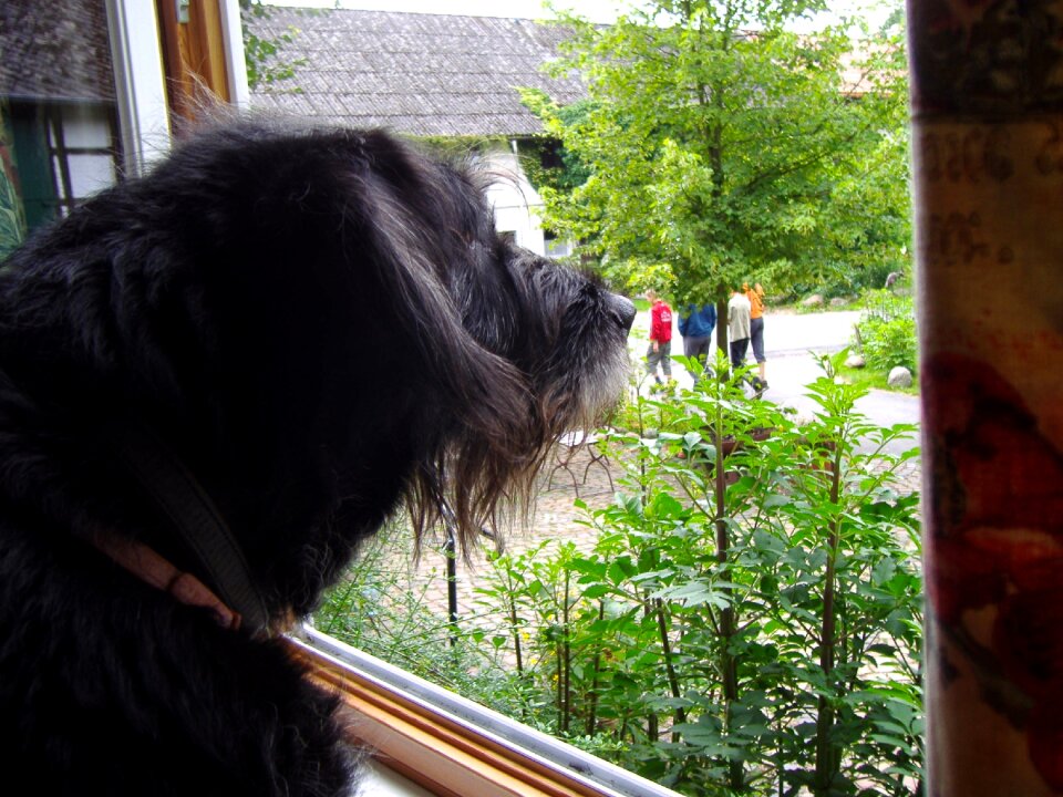 Dog window views outlook