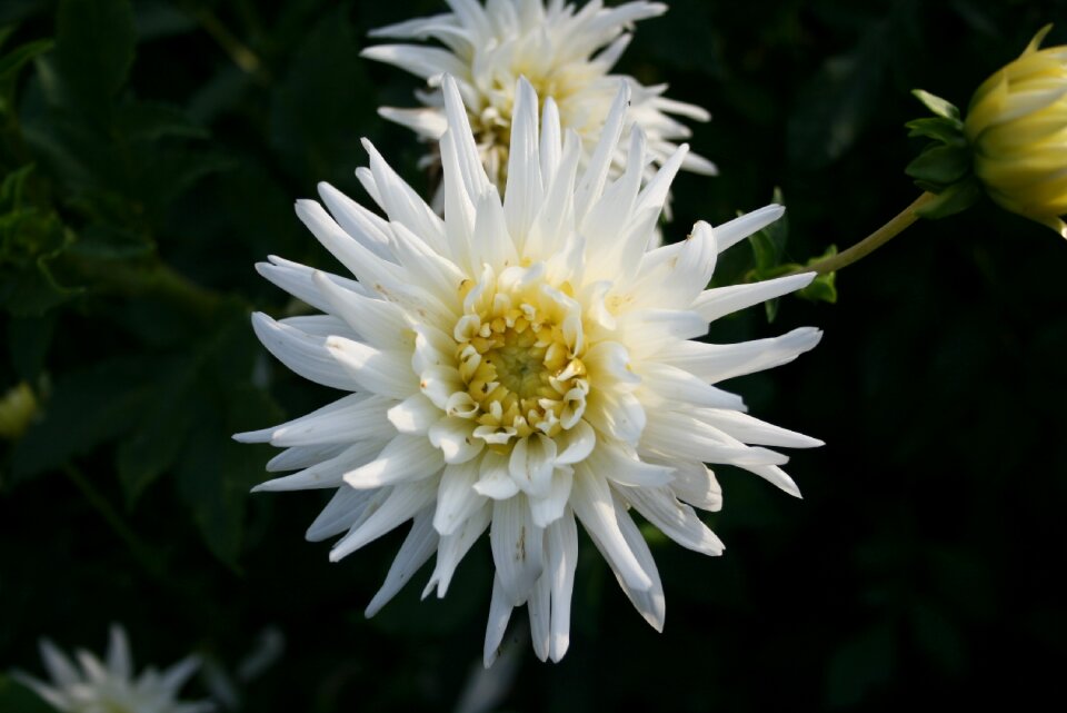 Dahlia ornamental plant bloom