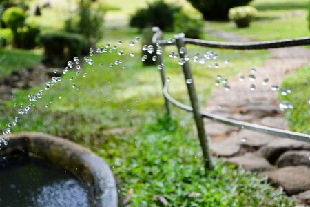 Dripping nature garden photo