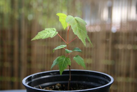 Plant close up growth