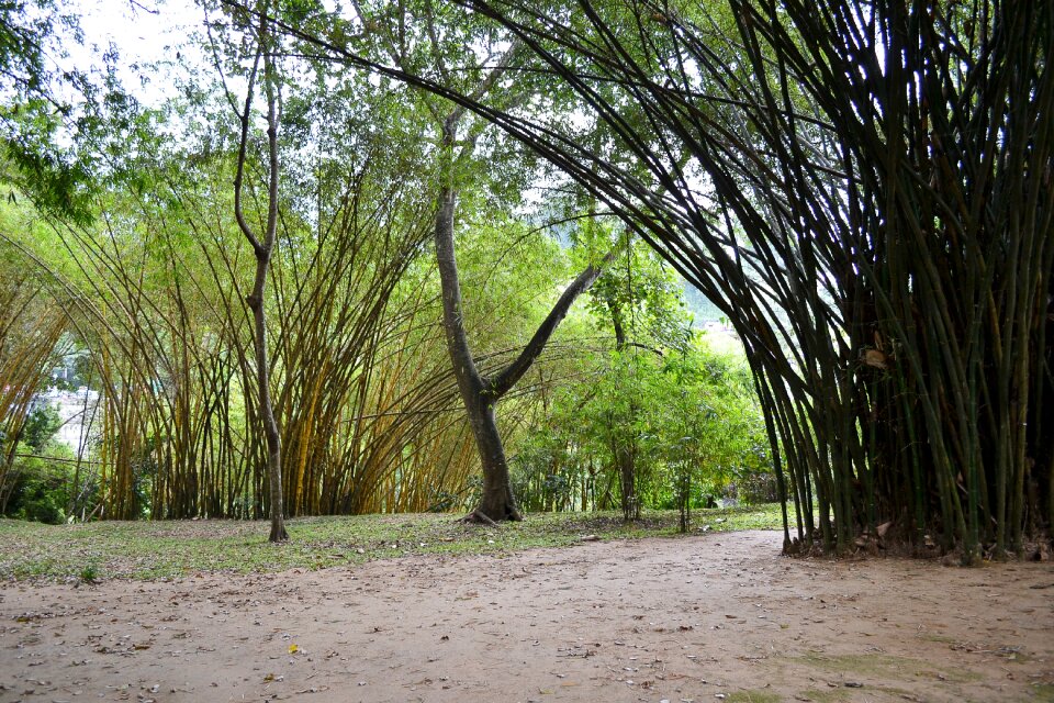 Trees nature garden
