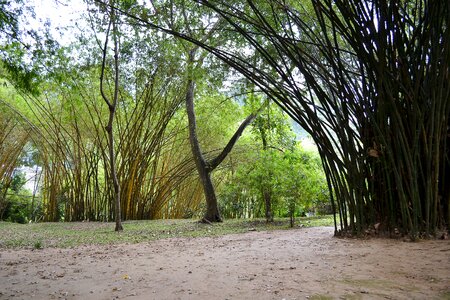 Trees nature garden photo