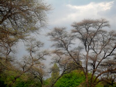 Branches fine branches clouds
