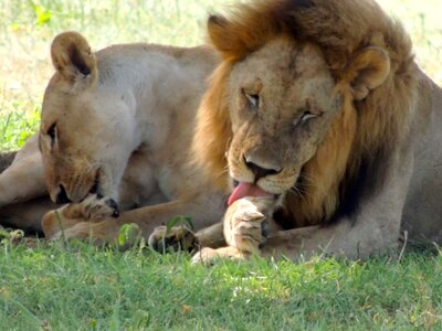Lion licking paws african lion safari photo
