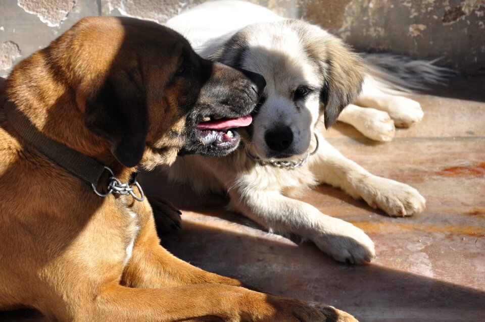 Dog animal sat