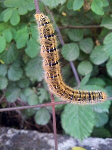 Caterpillar nature insect photo